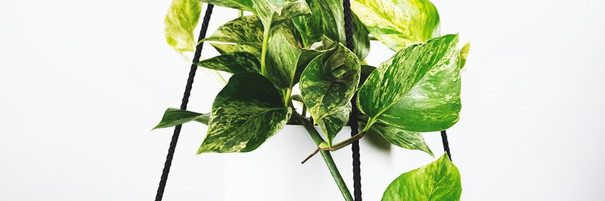 雨燕足球平台高清无插件足球直播技术演示场景 - 多屏幕同步观看不同赛事